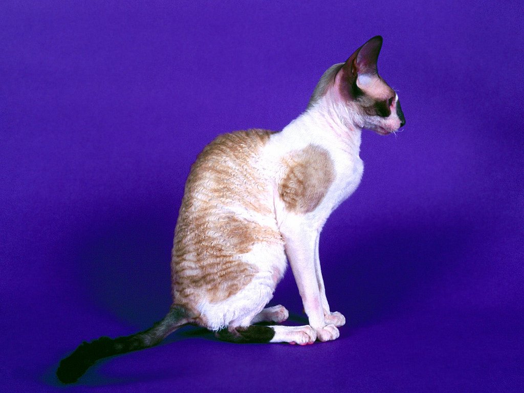 Selana, Cornish Rex